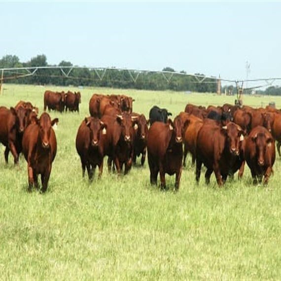 grass fed beef our farm